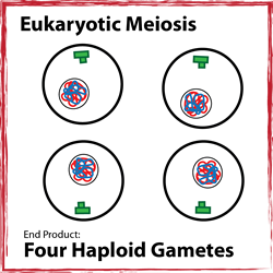 Meiosis Product